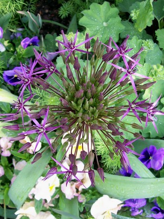 26_5_7.jpg (Allium cristophii (Ornamental onion))