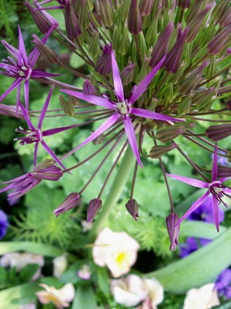 26_5_8.jpg (Allium cristophii (Ornamental onion))