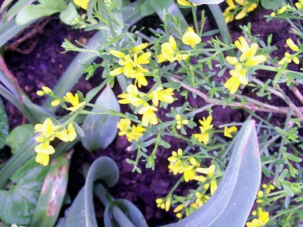 A garden flower photo (Spartium junceum)