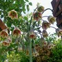 Nectaroscordum siculum
