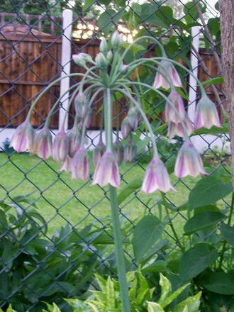 A garden flower photo (Nectaroscordum siculum (Ornamental onion))