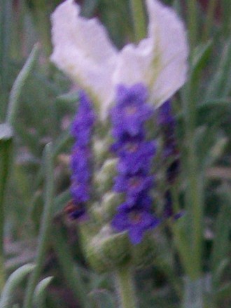 19_5_9.jpg (Lavandula stoechas (French lavender))