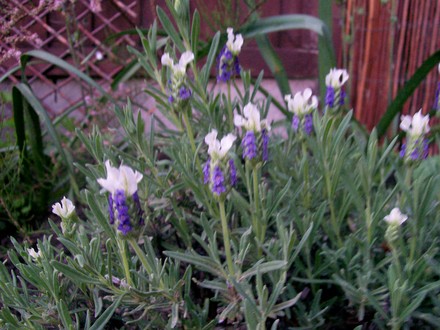 19_5_10.jpg (Lavandula stoechas (French lavender))