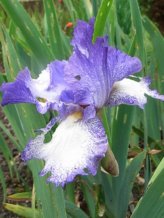 Bearded_iris_-_7.jpg (Bearded iris)