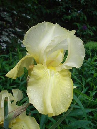 Bearded_iris_-_8.jpg (Bearded iris)