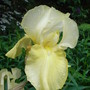 Bearded_iris_-_8