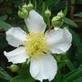 Carpenteria californica