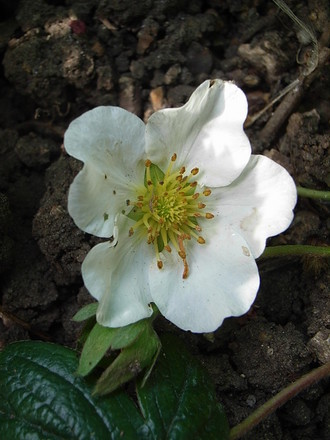 Fragaria chiloensis (Fragaria chiloensis)