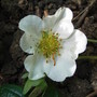 Fragaria chiloensis