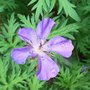 Geranium_clarkei__kashmir_purple_