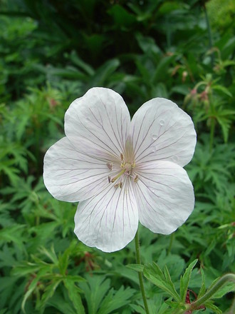 Geranium clarkei ' Kashmir White' (Geranium clarkei)