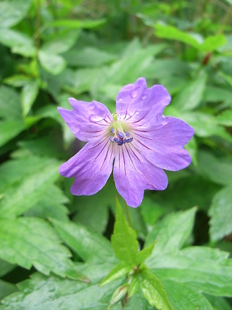 Geranium nodosum (Geranium nodosum)