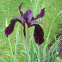 Iris chrysographes