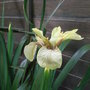 Iris foetidissima