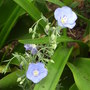 Linum perenne