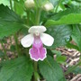 Melittis melissophyllum