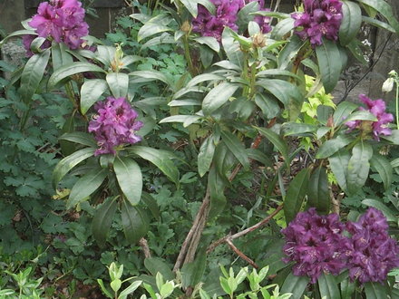 Rhododendron 'Purple Splendour' (Rhododendron 'Purple Splendour')