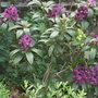Rhododendron__purple_splendour_