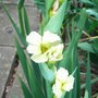 Sisyrinchium striatum (Sisyrinchium striatum)
