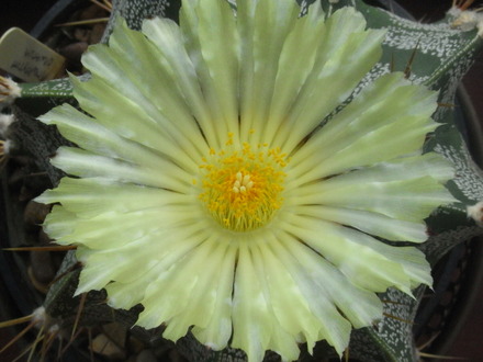 Astrophytum ornatum. (Astrophytum ornatum (Star Cactus))