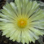 Astrophytum_ornatum