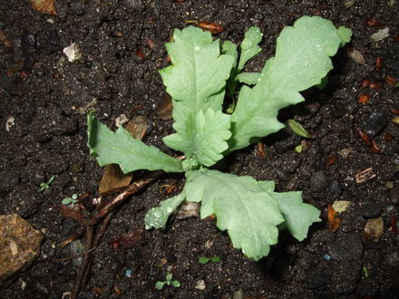 The Opium Poppy Seedling (Papaver somniferum)