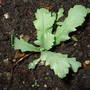 The Opium Poppy Seedling (Papaver somniferum)