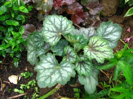 Heuchera Green Spice (Heuchera)