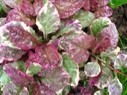 Ajuga reptans Burgundy Glow (Ajuga reptans)