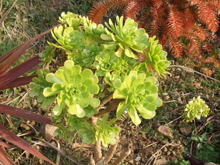 aeonium arboureum (aeonium arboreum)
