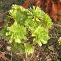 Dscf0142