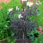 Sambucus Black Lace and Painted Daisys (Sambucus)