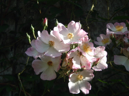 close up pic of rose.