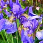 Plant Portraits - Perennials