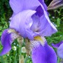 Plant Portraits - Perennials
