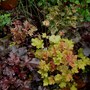 Plant Portraits - Perennials