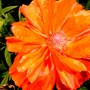 Plant Portraits - Perennials