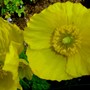 Plant Portraits - Perennials