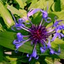 Plant Portraits - Perennials