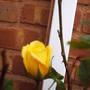 patio_rose_bud.jpg