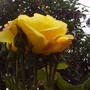 rose_open_over_arbour.jpg