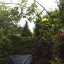 rose_over_arbour.jpg