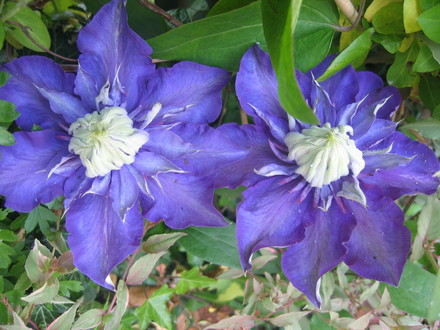 Clematis Multi Blue