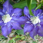 Clematis Multi Blue