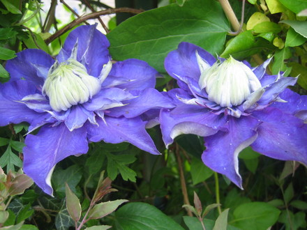 Clematis Multi Blue