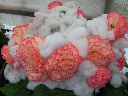 A garden flower photo