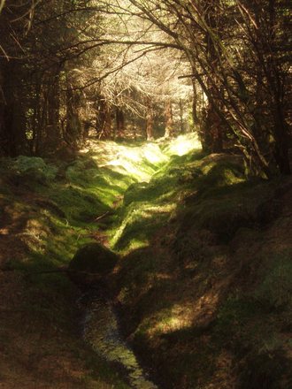woodland-southern scotland, may 08