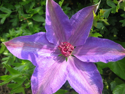 Clematis Elsa Spath