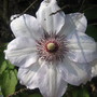 Clematis Miss Bateman