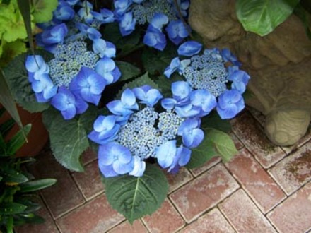 Biltmore Blue Flower
